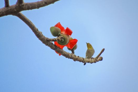 Kapok flower is the  bird's favorite food ,His scientific name is  Bomhax seiba