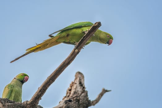 Rose-ringed Parakeet, perched on a tree branch, nature, copy space