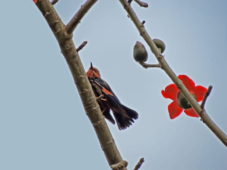 Kapok flower is the  bird's favorite food ,His scientific name is  Bomhax seiba