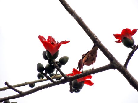 Kapok flower is the  bird's favorite food ,His scientific name is  Bomhax seiba