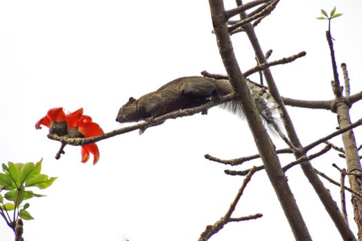 Kapok flower is the  squirrels's favorite food ,His scientific name is  Bomhax seiba