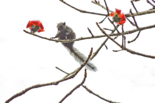 Kapok flower is the  squirrels's favorite food ,His scientific name is  Bomhax seiba