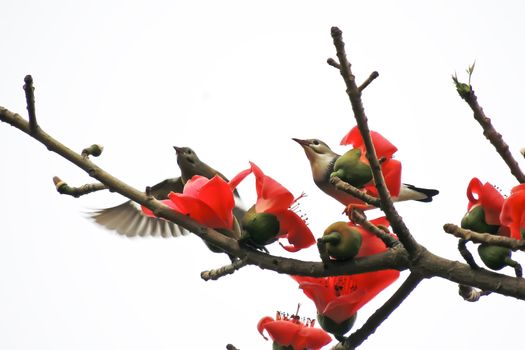 Kapok flower is the  bird's favorite food ,His scientific name is  Bomhax seiba