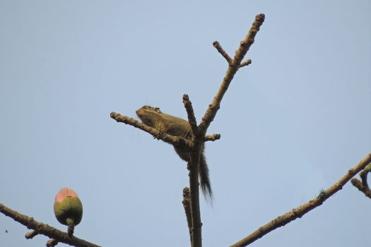 Kapok flower is the  squirrels's favorite food ,His scientific name is  Bomhax seiba