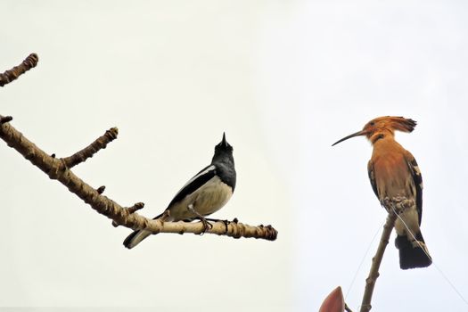 Kapok flower is the  bird's favorite food ,His scientific name is  Bomhax seiba