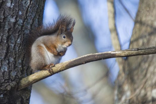 The image is shot in a forest in Halden, Norway called Refne one day in March 2013.