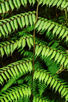 Details of a fern leaf resulting in an interesting pattern