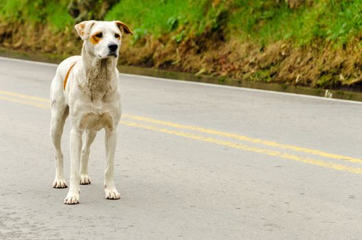 A stray dog standing in the middle of a highway