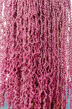 Interesting pink flowers of a palm tree in Cundinamarca, Colombia