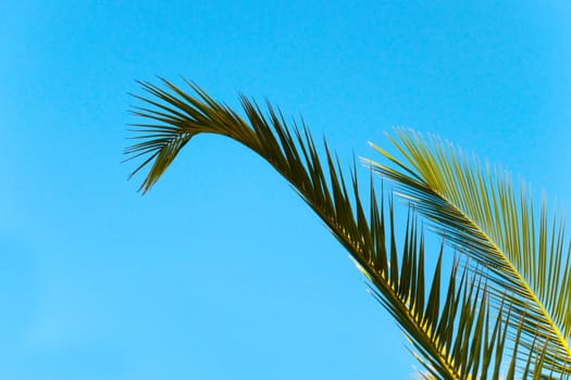 big green leaves of a palm tree against a dark blue clear sky  