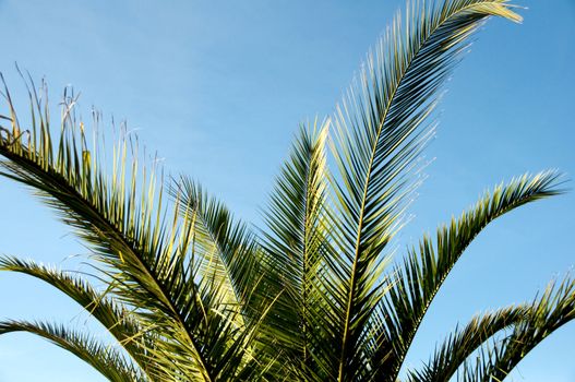 big green leaves of a palm tree against a dark blue clear sky  