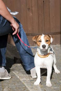the beautiful white and red puppy sits near the owner on a lead 