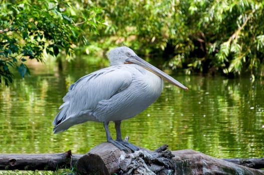 the white pelican costs on the bank of a pond 