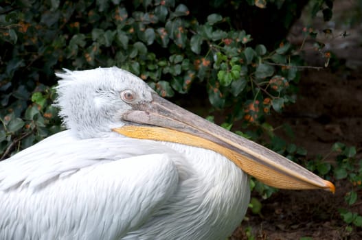 the white pelican costs on a meadow with a green grass