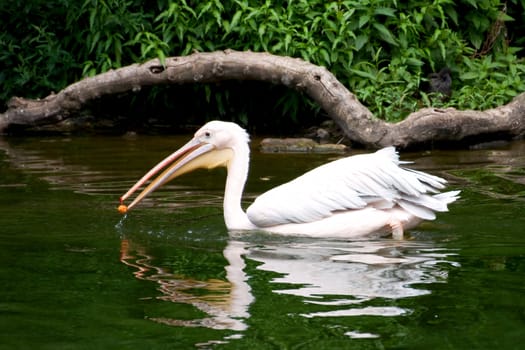 the white pelican floats on a pond smooth surface