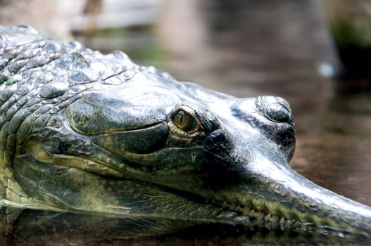 the crocodile lies on water with the closed mouth   