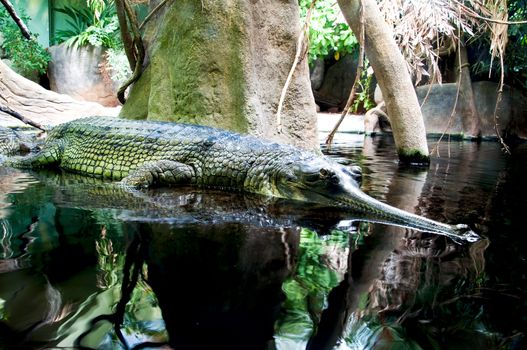 the crocodile lies on water with the closed mouth   