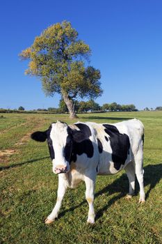 black and white cow on green with tree on background