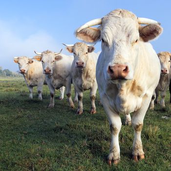 cows on a farmland in autumn