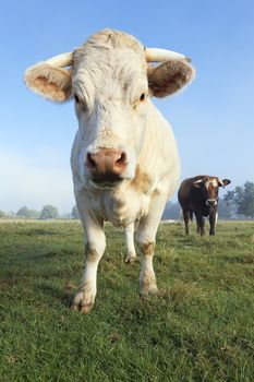 portrait of big white cow in a field