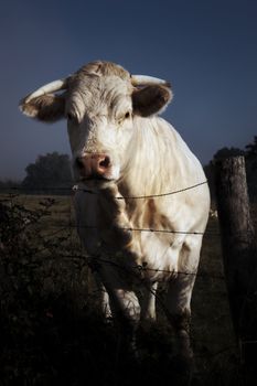 portrait of white cow in autumn