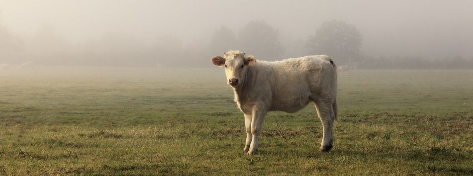 panoramic view of cow in field with fog