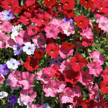 pink, red, white and violet flowers in garden under the sun