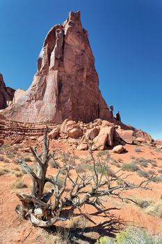 Red rocks and dead wood in Arches National park, Utah 