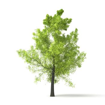 An image of a green tree isolated on white background