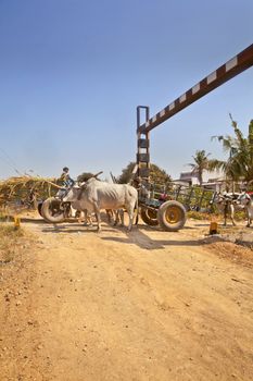 Bullock carts the local infrastructure risk danger and cause congestion on the approach to an unmanned rail crossing passing by a hinterland village in Gujarat india