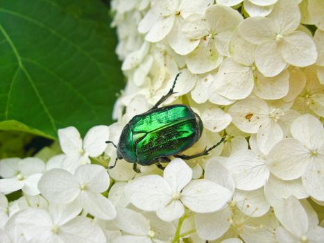 The beautiful motley bug has hidden on the white leaves