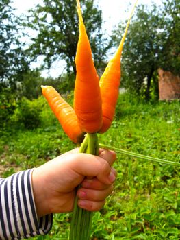 The image of hand with a bunch of carrots