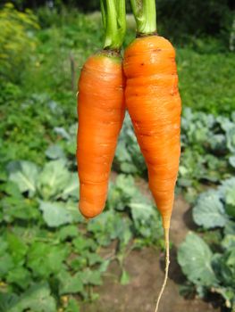 The image of a bunch of pulled out carrots