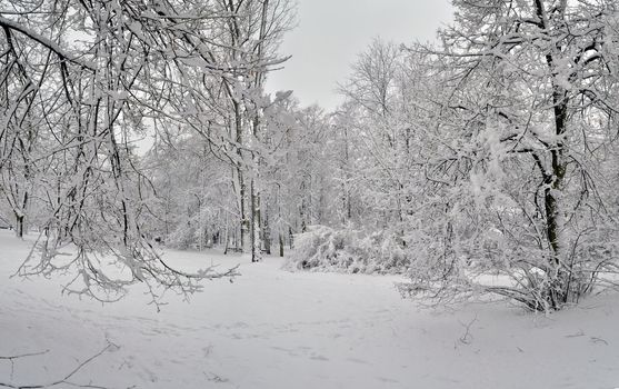 Winter in the park. Fresh snow over all.