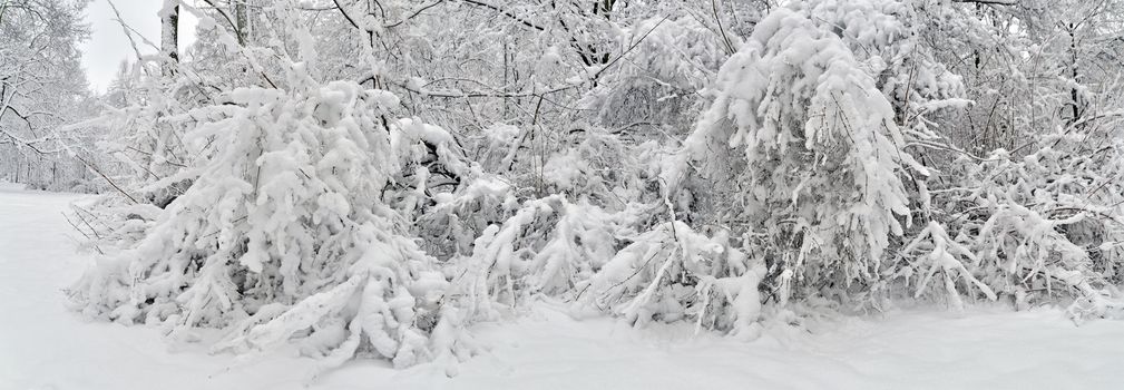 Snowy winter landscape panoramic view. Trees and plants covered by fresh snow.