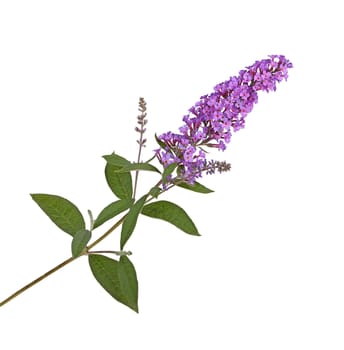 Branch with purple flowers of a butterfly bush (Buddleja davidii) isolated against a white background