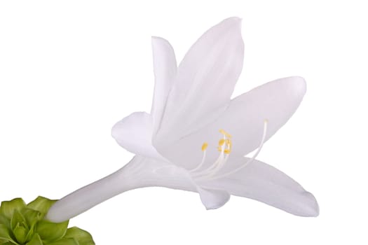 Single open flower of the fragrant, august-flowering Hosta plantaginea isolated against a white background