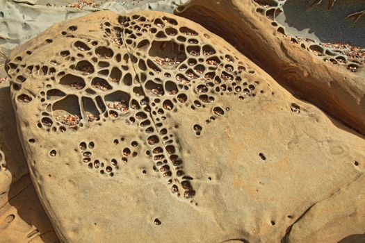 Interesting tafoni formations with pebbles that looks sort of like an elephant in Pigeon Point formation sandstone at Bean Hollow State Beach in San Mateo County, California
