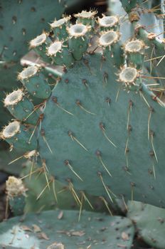 Cactus Plant