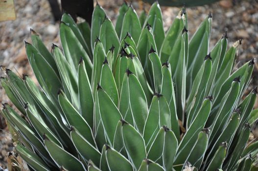 Cactus Plant