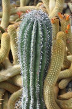 Cactus Plant