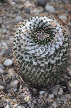 Cactus Plant