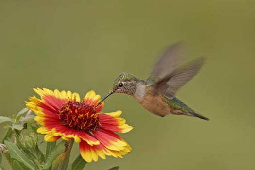 Broad-tailed hummingbird at Indian Blanket flower