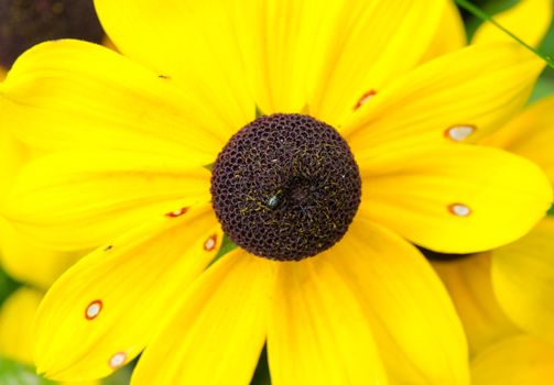 closeup macro of rudbeckia flower bloom and small bug sit on center.