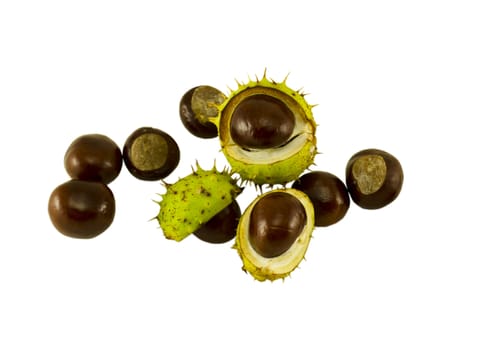 autumn chestnut composition and three chestnuts in the shell isolated on white background