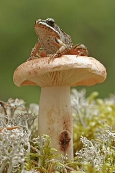 Wood frog (Rana sylvatica) on mushroom
