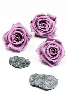Pink roses and stones on a white background