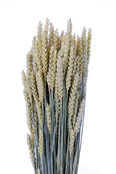 wheat isolated on white background