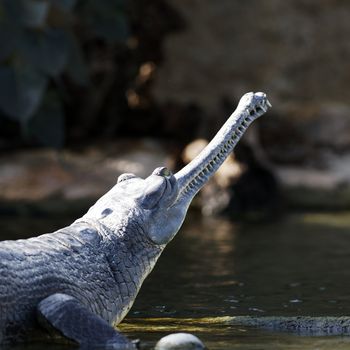 crocodile resting a side of a lake under the sun