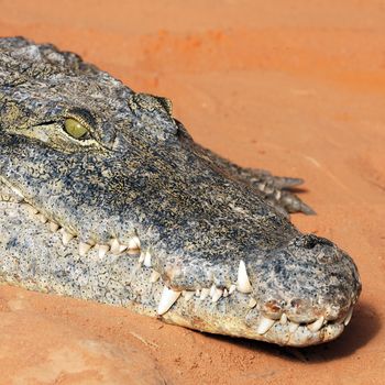 big eye of crocodile resting on the sand
